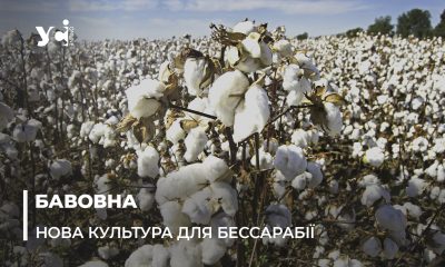 Є ідеальні умови: на Одещині вирощуватимуть рослину, яка потрібна для виробництва пороху (фото) «фото»