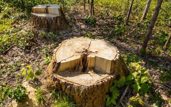 В одному з районів Одеської області незаконно зрубали понад 3 500 дерев: шкода – 8 мільйонів гривень «фото»