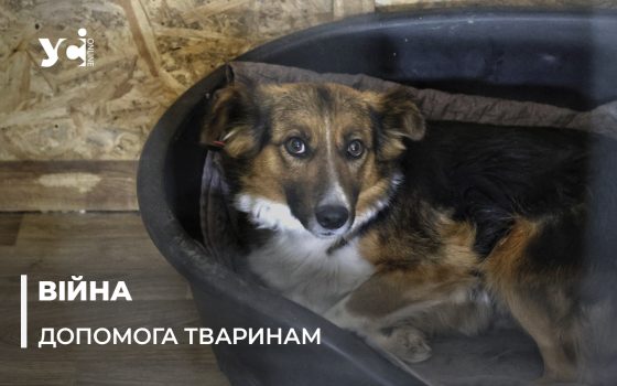 Притулок «Мішаня»: як в Херсоні рятують покинутих та поранених тварин (фото) «фото»