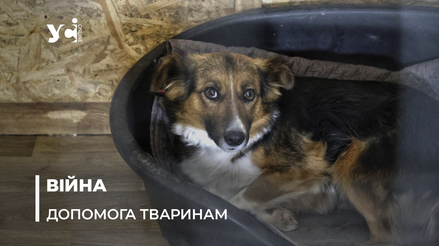 Притулок «Мішаня»: як в Херсоні рятують покинутих та поранених тварин (фото) «фото»