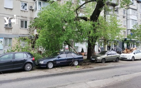 Через деревопад в Одесі пошкоджені автівки на проспекті Гагаріна (фото) «фото»