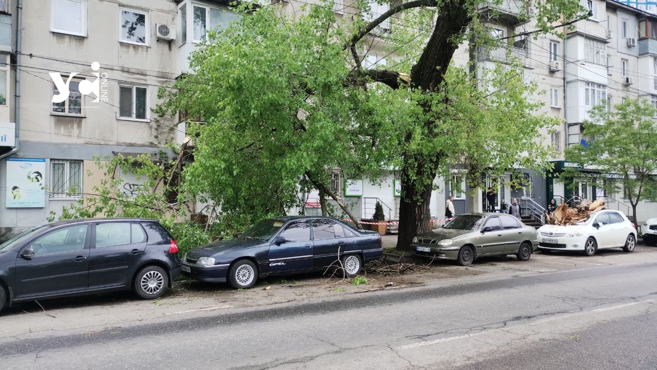 Через деревопад в Одесі пошкоджені автівки на проспекті Гагаріна (фото) «фото»