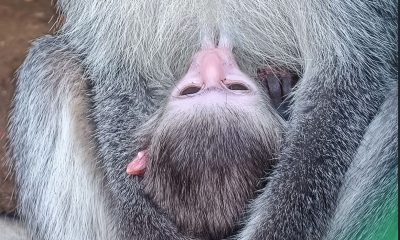 В Одеському зоопарку поповнення: в родині зелених мавп народилася малеча (фото) «фото»