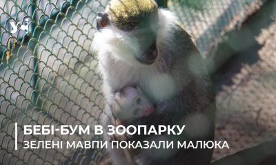 Попри війну природа бере своє: в Одеському зоопарку бебі-бум й зелені мавпочки вивели «у світ» свого малюка (фото, відео) «фото»