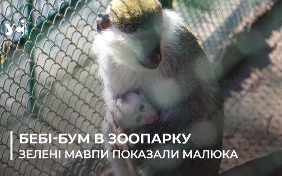 Попри війну природа бере своє: в Одеському зоопарку бебі-бум й зелені мавпочки вивели «у світ» свого малюка (фото, відео) «фото»