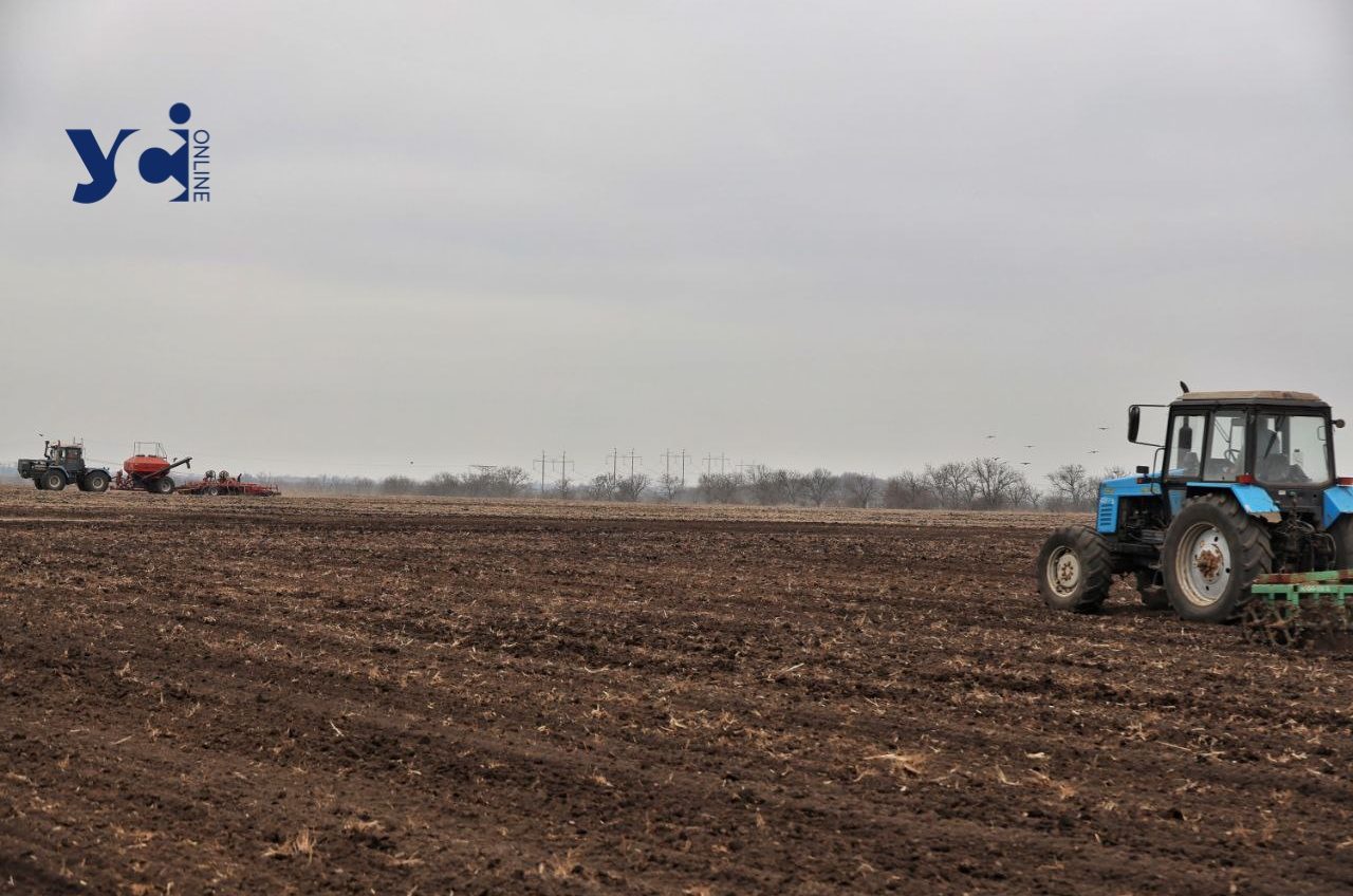 В Одеській області збільшили площі під вирощування овочів «борщового набору» «фото»