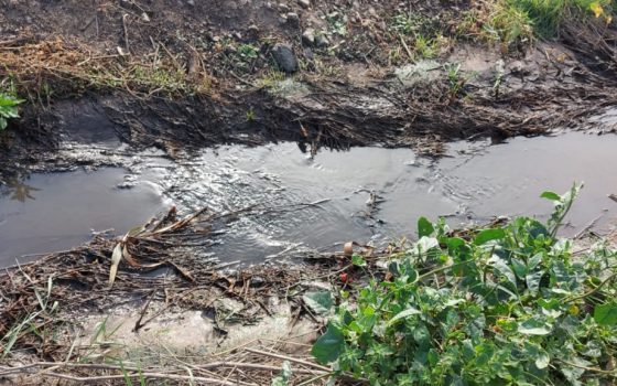 На Одещині підприємство забруднює землі стічними водами: екологи виявили порушення та підрахували збитки (фото) «фото»
