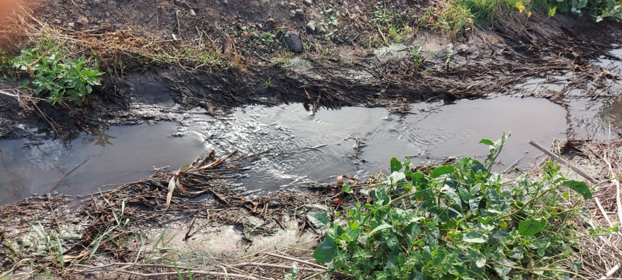 На Одещині підприємство забруднює землі стічними водами: екологи виявили порушення та підрахували збитки (фото) «фото»