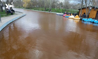 Таємниця брудно-жовтої води у ставках в одеському парку Перемоги: чому вода змінила колір? (фото) «фото»