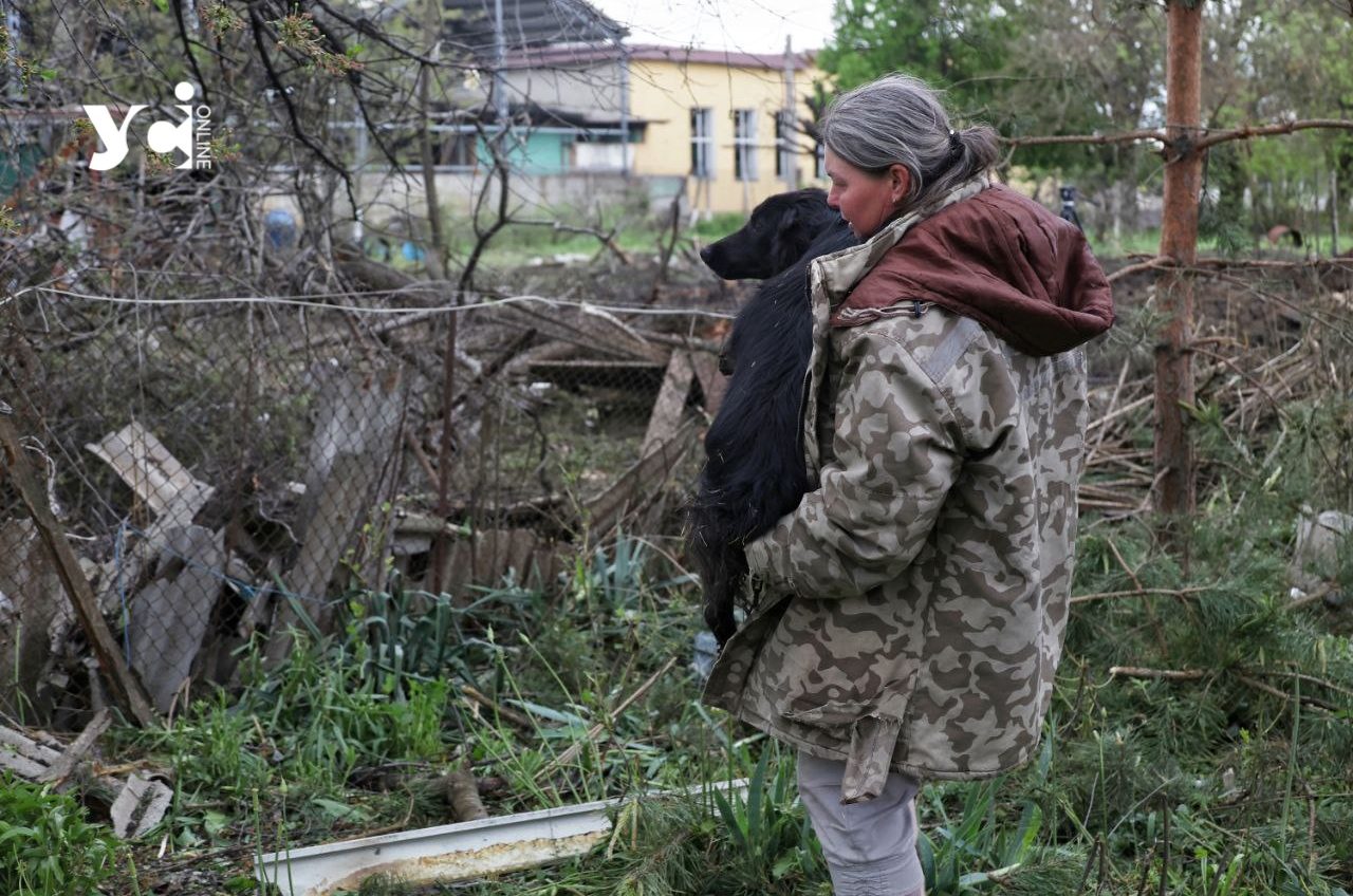 Одеські журналісти врятували пса, пораненого під час російського удару (фото) «фото»