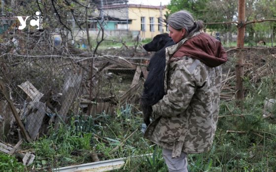Одеські журналісти врятували пса, пораненого під час російського удару (фото) «фото»