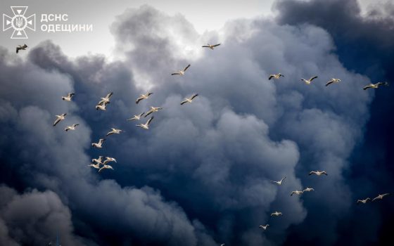 Пелікани які пролітають крізь дим від ракетного обстрілу Одещини – як зробили промовисте фото «фото»
