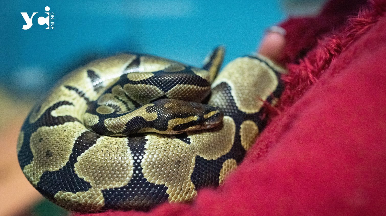 На Одещині отруйна змія вкусила чоловіка в його оселі: потерпілого госпіталізували «фото»