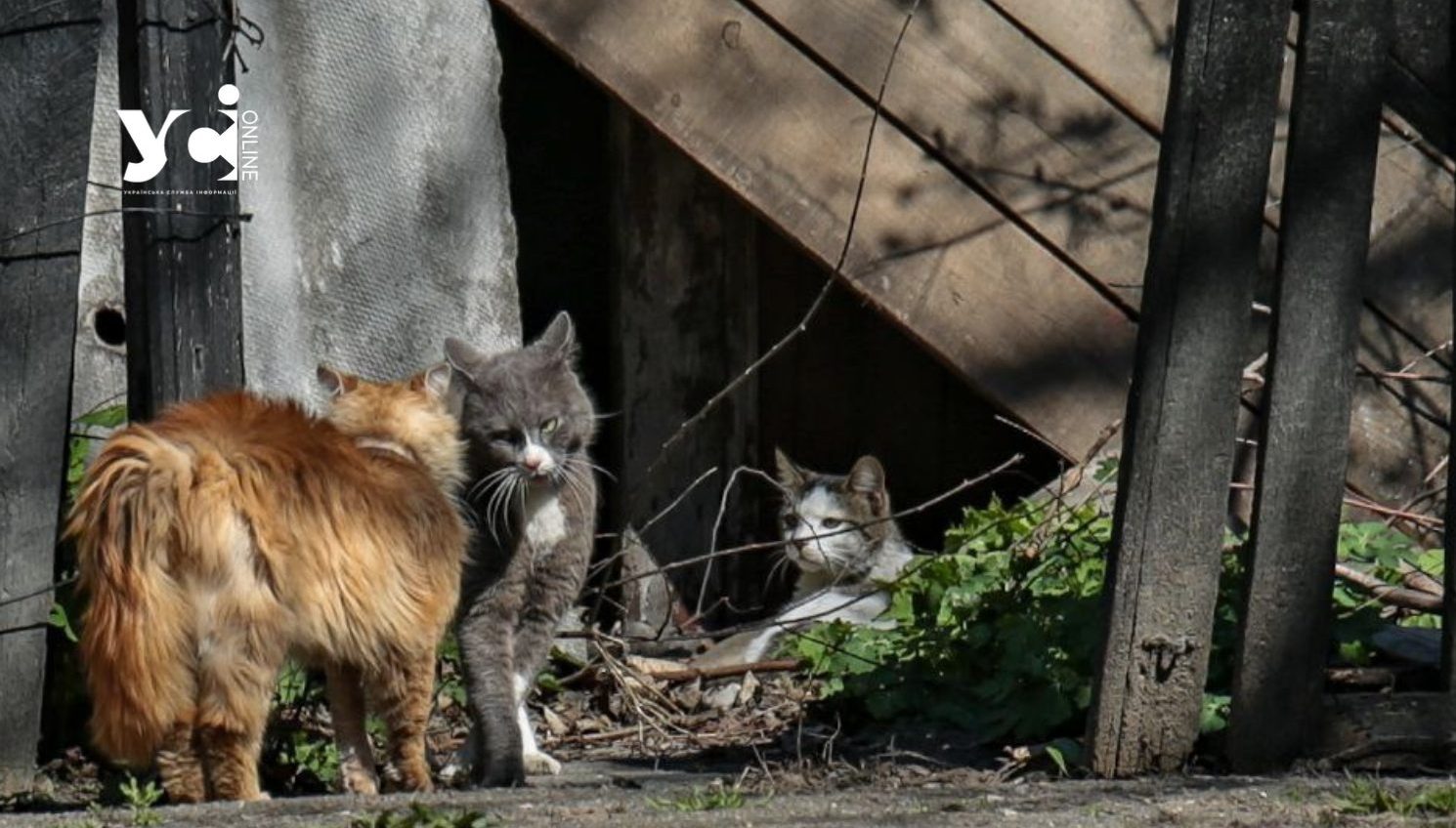 В Одесі можна безкоштовно стерилізувати безпритульних котів та кішок: як і де це зробити «фото»