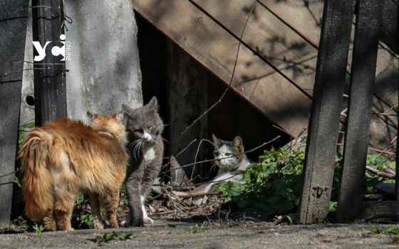 В Одесі можна безкоштовно стерилізувати безпритульних котів та кішок: як і де це зробити «фото»