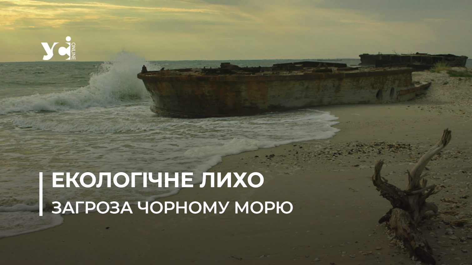 Токсичні відкладення на дні, масова загибель дельфінів та мідій: чим загрожує війна екосистемі Чорного моря (фото, відео) «фото»