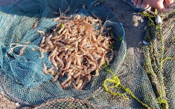 На Одещині під час нересту чоловік наловив креветок та риби на 2,6 млн гривень (фото) «фото»
