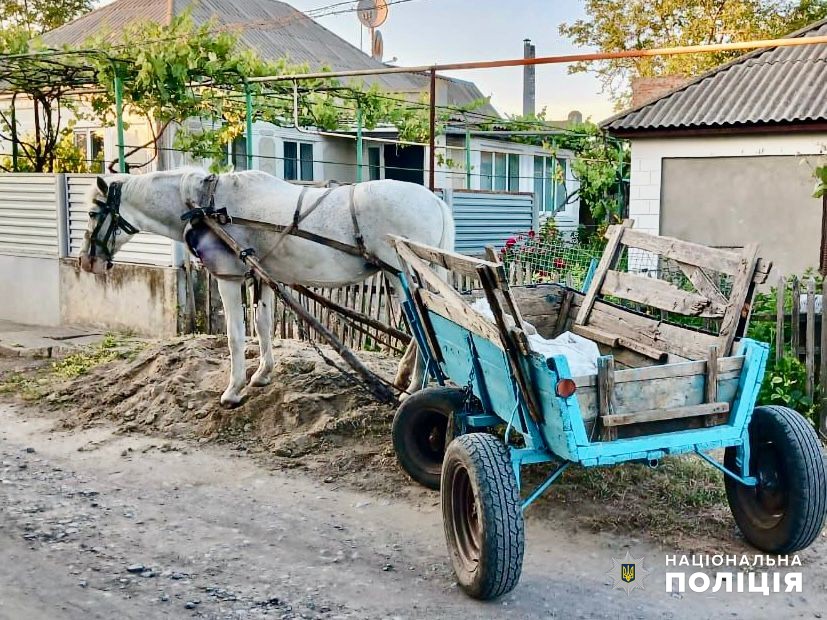 На Одещині чоловік видібрав у власника коня: грабіжнику загрожує до 10 років (фото, відео) «фото»