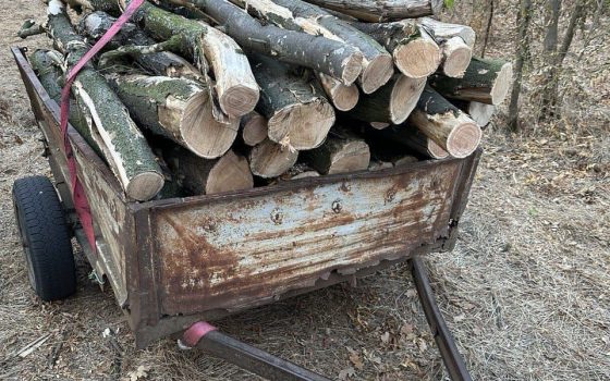 На сході Одещини затримали «чорних лісорубів», які знищували дерева у заповідній зоні (фото) «фото»
