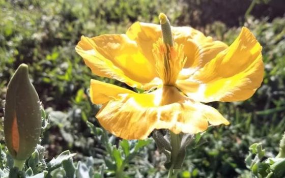 На Одещині зацвіла рідкісна красива квітка (фото) «фото»