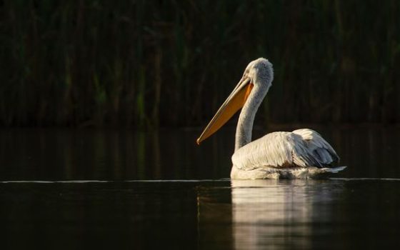 Шлях життя пелікана: на Одещині зробили важливий «подарунок» велетенським птахам (фото) «фото»