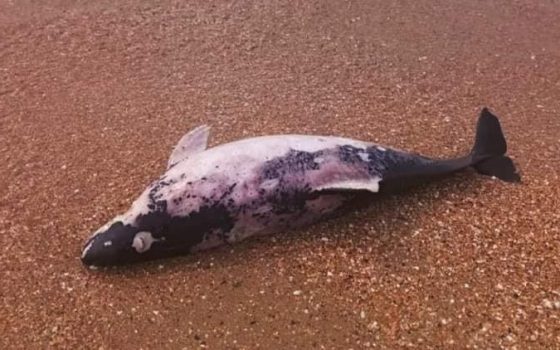 Одеський еколог розповів про загибель сотень чорноморських дельфінів за останні місяці «фото»