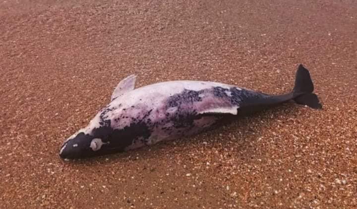 Одеський еколог розповів про загибель сотень чорноморських дельфінів за останні місяці «фото»