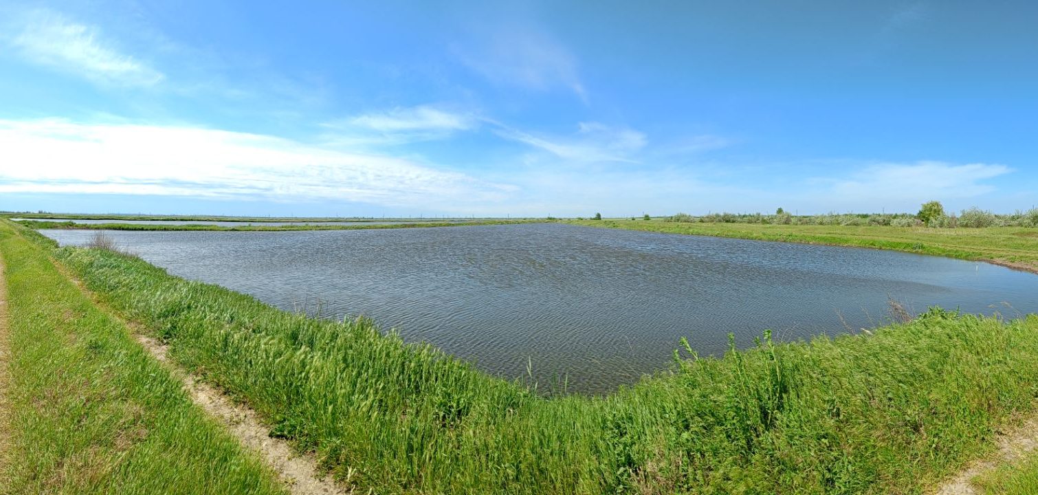 На півдні Одещині розпочалась посівна компанія рису (фото) «фото»