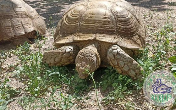 В Одеському зоопарку знов можна побачити одних з найбільших у світі черепах (фото) «фото»