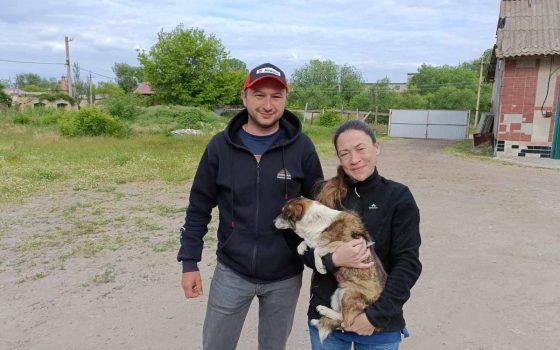 Ветеринари-волонтери з Франції допомагають стерилізувати безпритульних тварин на Одещині (фото) «фото»