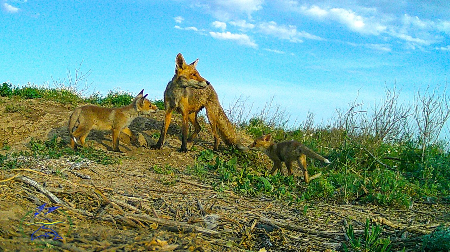 Весна: еколог показав молодих лисиць та борсуків та розповів про їхню «дружбу» у нацпарку на Одещині (фото) «фото»