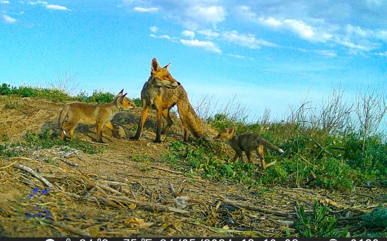 Весна: еколог показав молодих лисиць та борсуків та розповів про їхню «дружбу» у нацпарку на Одещині (фото) «фото»