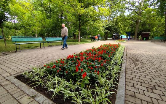 Озеленювачі висадили 24 тис. квітів на клумбах Одеси (фото) «фото»