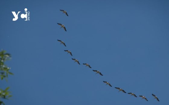 Над Одесою помітили зграю пеліканів (фото) «фото»
