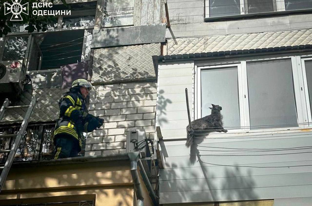 В Одесі врятували кота з «пастки» (фото) «фото»