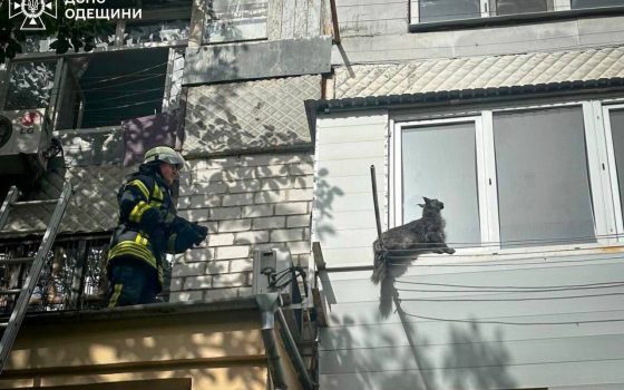 В Одесі врятували кота з «пастки» (фото) «фото»