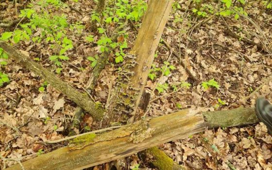 В Ананьївському лісі на Одещині незаконно вирубали понад тисячу дерев «фото»