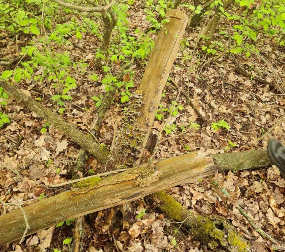 В Ананьївському лісі на Одещині незаконно вирубали понад тисячу дерев «фото»