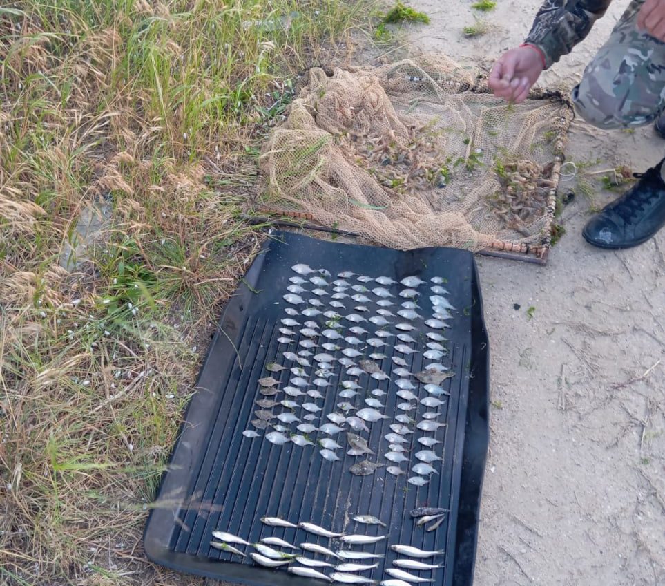 На Одещині браконьєр попри заборону наловив молодь камбали та креветки на 5,4 млн грн (фото) «фото»