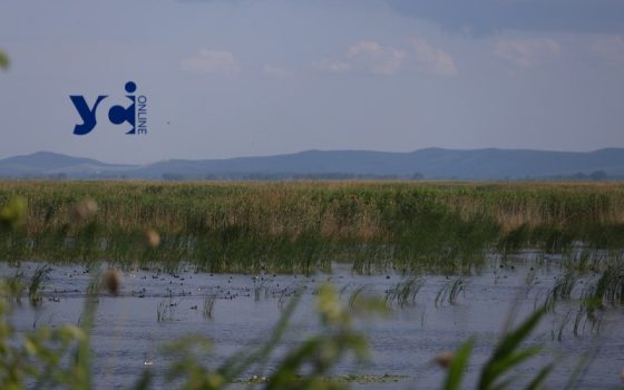 Кугурлуй: як виглядає унікальний куток дикої природи на півдні Одещини (фото) «фото»
