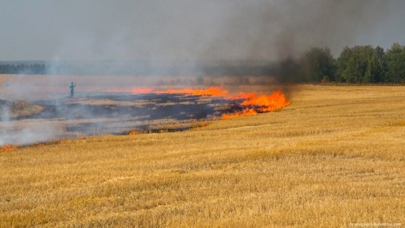 На Одещині горіло понад 3,5 гектари поля з пшеницею «фото»