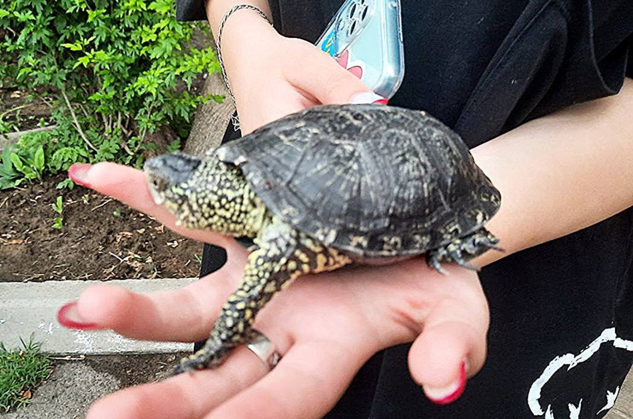 На Одещині рятували черепаху (фото) «фото»