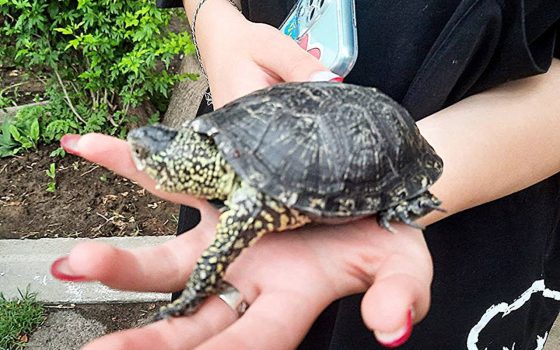 На Одещині рятували черепаху (фото) «фото»