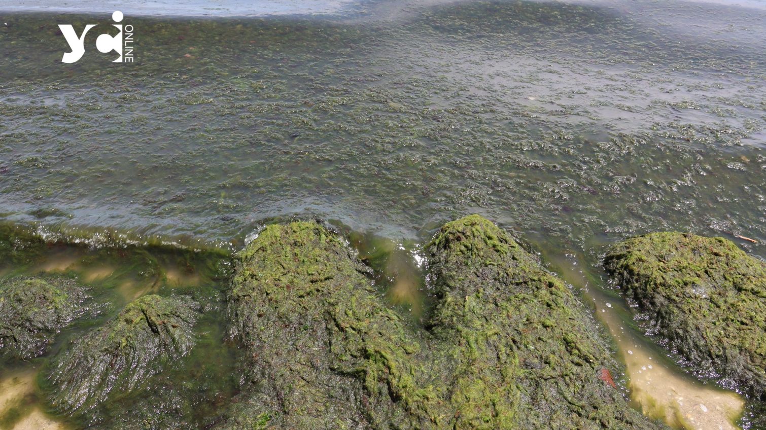 Море біля одеських пляжів позеленіло від водоростей (фото) «фото»