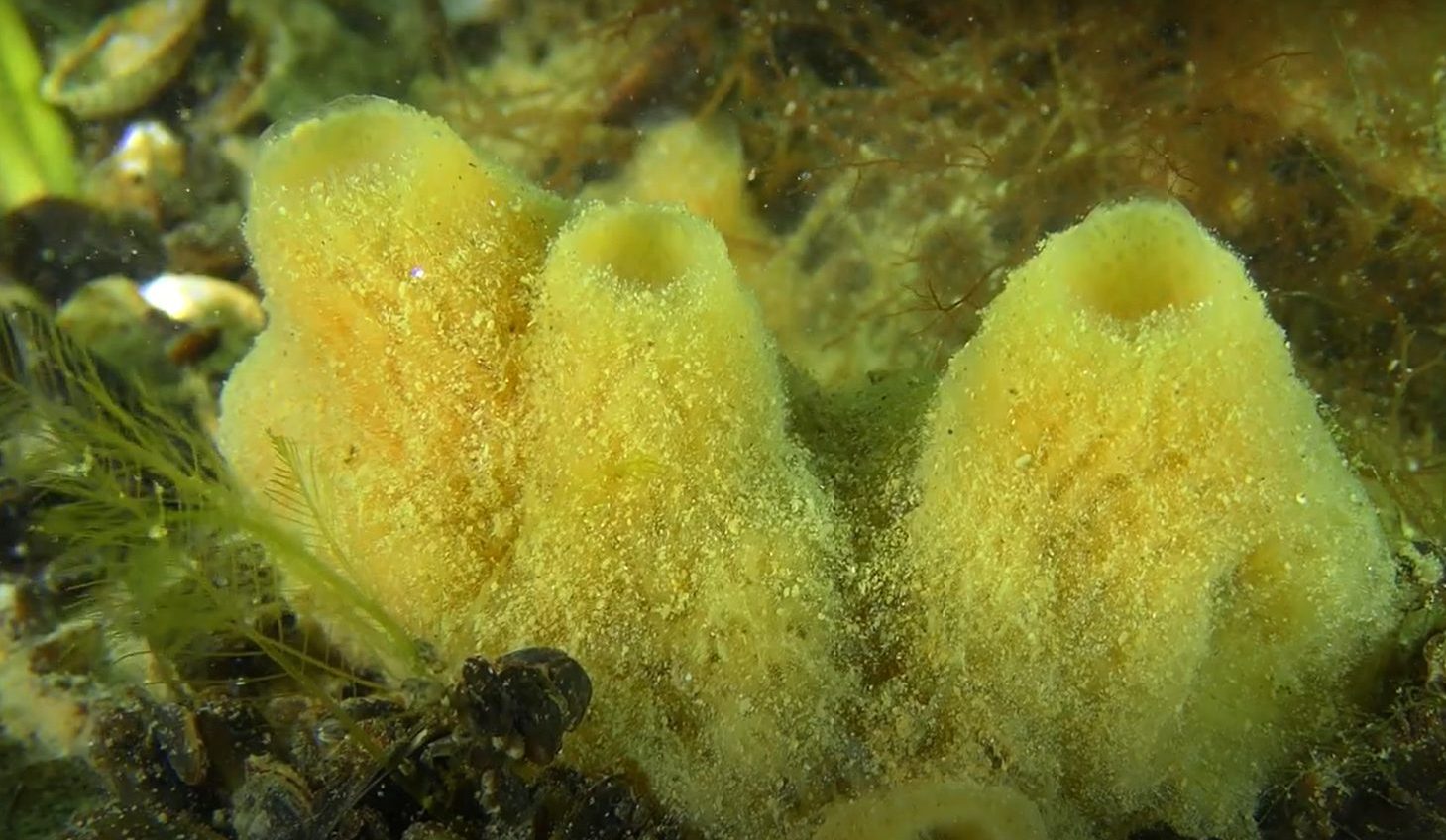 Підводна зйомка: науковці показали дивовижний підводний світ Тилігульського лиману (відео) «фото»