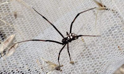 На Одещині побільшало отруйних павуків: що потрібно знати (фото) «фото»