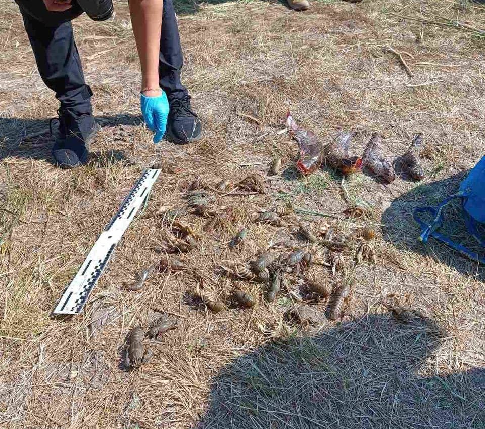 Майже 160 тис. грн штрафу сплатить браконьєр, якого затримали на річці Турунчук (фото) usionline.com Майже 160 тис. грн штрафу сплатить браконьєр, якого затримали на річці Турунчук (фото) «фото»