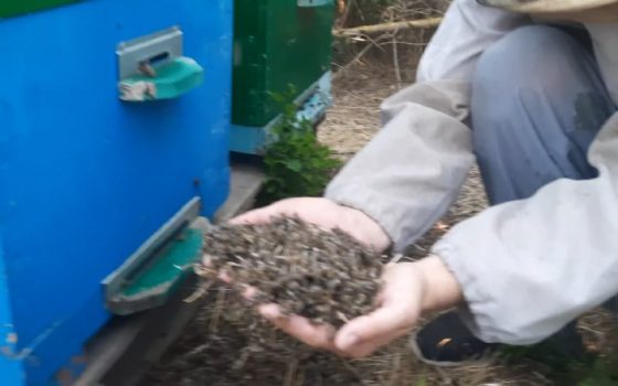 На Одещині масово гинуть бджоли: пасічники винуватять фермерів «фото»