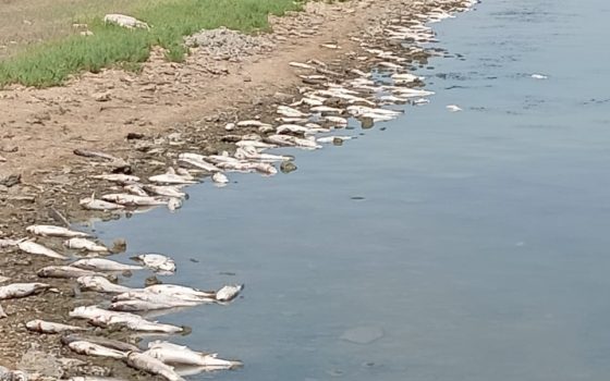 На Хаджибейському лимані біля Одеси сталася масова загибель риби (фото) «фото»