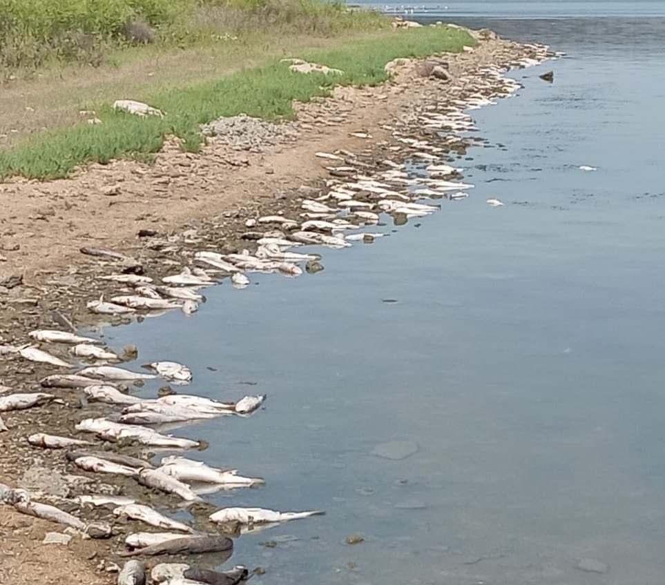 На Хаджибейському лимані біля Одеси сталася масова загибель риби (фото) «фото»
